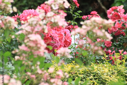 Rosen in magenta und rot
