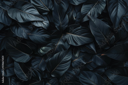 Black monstera leaves background wallpaper