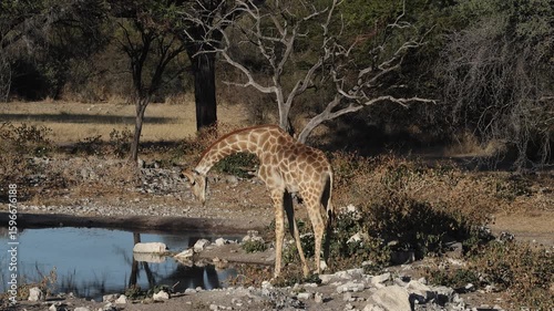 A Giraffe drinking at a Namibian waterhole 4k video