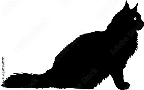 maine coon cat black silhouette vector with white background, Pet animal silhouette
