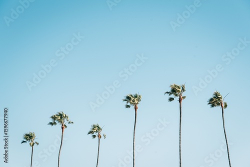 Palm trees with blue sky in Newport Beach, Orange County, California