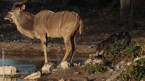 Kudu Bulls drinking at a Namibian waterhole.