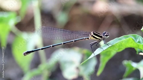 Closeup Video of a Colorful Damselfly Resting on Leaf in Windy Environment, Nature Macro Insect Footage with Transparent Wings and Vibrant Body in Natural Habitat
