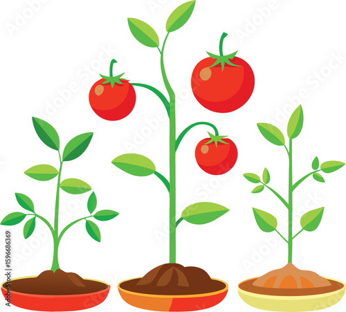Vector illustration of a growing tomato plant with red and green leaves, symbolizing nature's eco-friendly garden design
