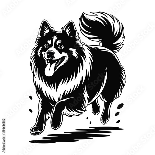 Silhouette of American Eskimo Dog running with tongue out and tail flowing, energetic black and white vector illustration