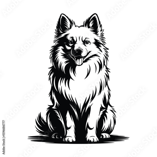 Silhouette of American Eskimo Dog sitting with perked ears and fluffy chest fur, black and white vector illustration