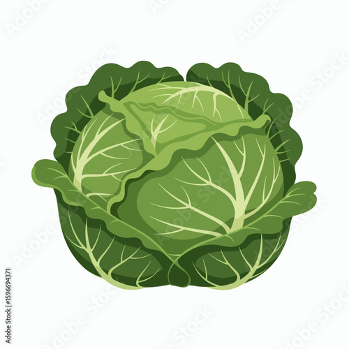 Green cabbage with detailed leaf veins and a textured surface