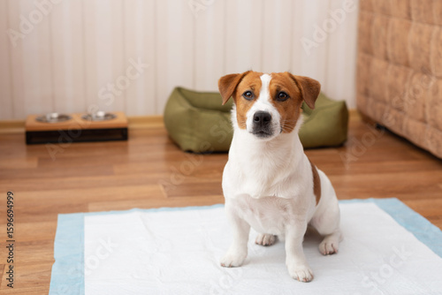 Cute Jack Russell Terrier dog sitting on a hygienic daily diaper for pets