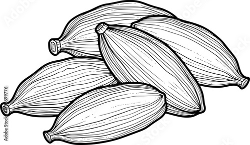 Cardamom pods outline icon vector
