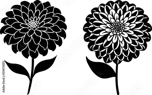 Black Zinnia flower vector, Zinnia flower art, Zinnia flower vector art design, Vector of Zinnia flower art, Zinnia flower isolated
