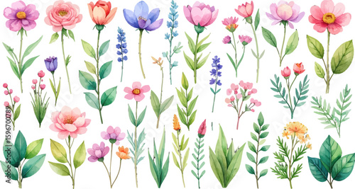 Watercolor nature illustration on white. Delicate spring watercolor plant collection. Watercolor blossom and greenery graphics. Hand-painted botanical watercolor clip art. Colorful wildflowers set