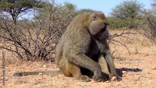 Wallpaper Mural Majestic Baboon in African Savanna: Grooming and Relaxed Moments Torontodigital.ca