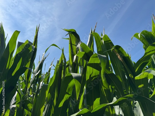 corn field and blue sky