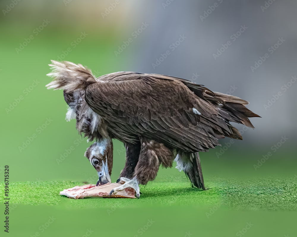 Obraz premium A Monk Vulture