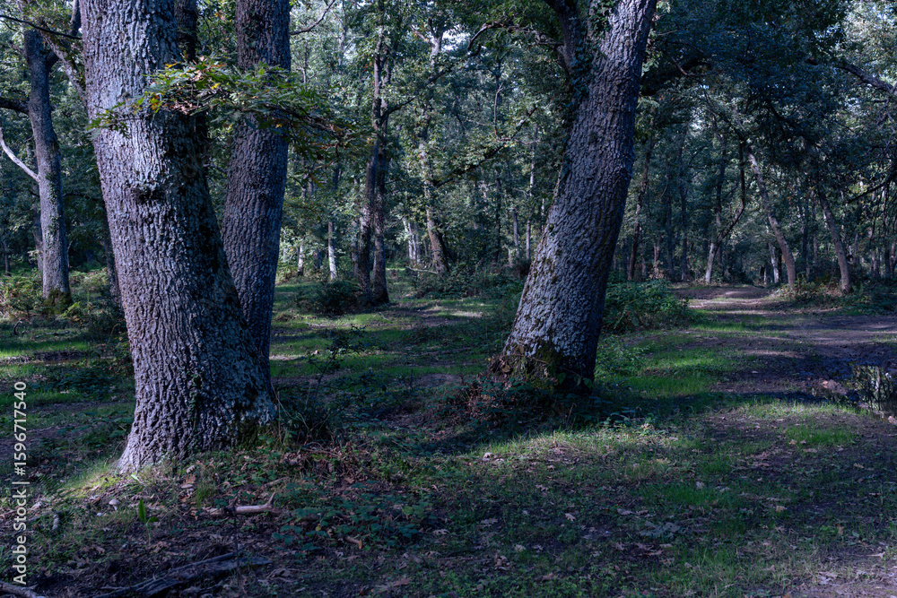 Fototapeta premium Beautiful landscape in a forest in autumn