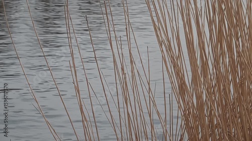 Capture minimalist winter mood focusing K lens beige reeds bending over cool grey river gentle ripples reflecting muted palette offering contemplative nature footage poetry videos calming