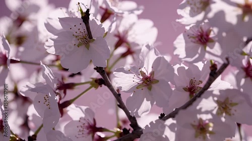 Celebrate spring delicacy through gorgeous K macro soft pink cherry blossoms against clean blush background fine petals stamens highlighted beauty ads seasonal greeting cards gentle wellness