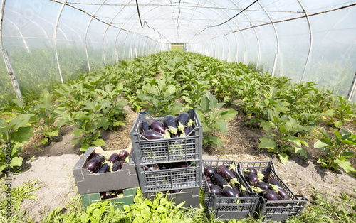 Organic eggplant greenhouse plantation, selective focus.