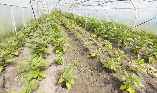 Greenhouse cultivation of organic eggplants, selective focus.