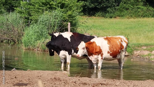 Dairy cows graze by a pond and cool off from the summer heat in the water on an organic farmland for organic milk and organic beef production for more animal welfare for sustainable farming