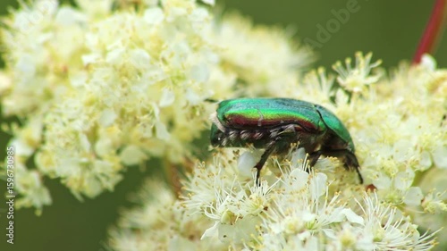 Large rose chafer, large rose beetle or great rose chafer on a fluffy flower searching for nectar and honey while dusting and pollination with shimmery green back and shiny green wings metallic design