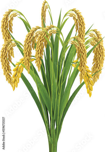 paddy plant realistic 3d