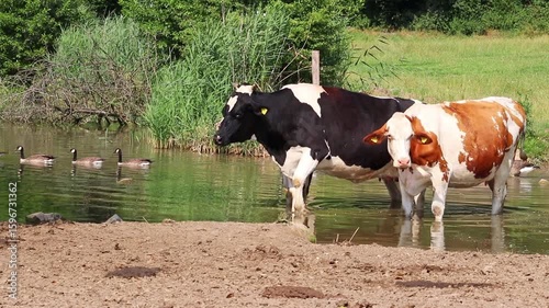 Dairy cows graze by a pond and cool off from the summer heat in the water on an organic farmland for organic milk and organic beef production for more animal welfare for sustainable farming