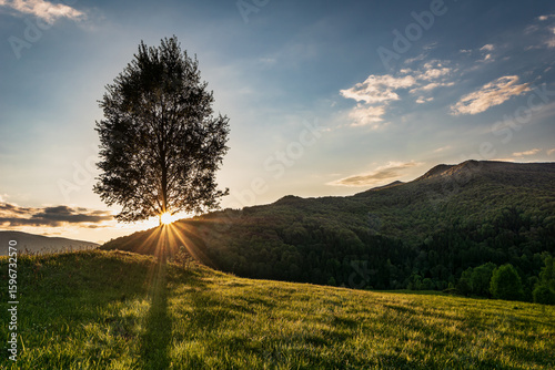 Fototapeta Naklejka Na Ścianę i Meble -  Single tree at sunset in the Bieszczady Mountains, Poland