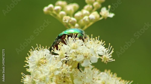 Large rose chafer, large rose beetle or great rose chafer on a fluffy flower searching for nectar and honey while dusting and pollination with shimmery green back and shiny green wings metallic design