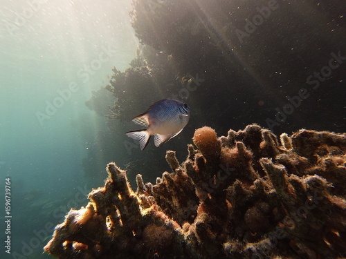 Amblyglyphidodon leucogaster also known as the yellowbelly damselfish is a species of marine fish in the family Pomacentridae, the damselfishes and clownfishes. It's widespread throughout the tropical