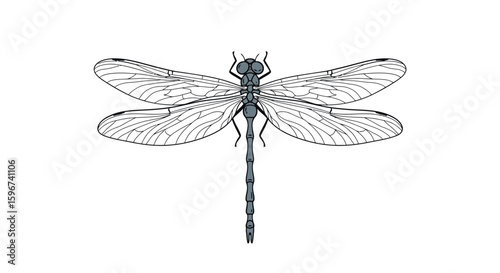 Intricate dragonfly design in detailed linear style