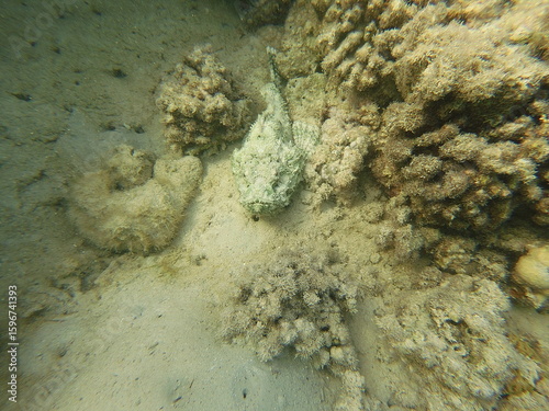 Scorpaenopsis diabolus, the false stonefish, false scorpionfish or the devil scorpionfish, is a species of venomous marine ray-finned fish belonging to the family Scorpaenidae, the scorpionfishes. It 