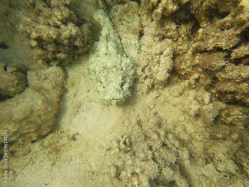 Scorpaenopsis diabolus, the false stonefish, false scorpionfish or the devil scorpionfish, is a species of venomous marine ray-finned fish belonging to the family Scorpaenidae, the scorpionfishes. It 
