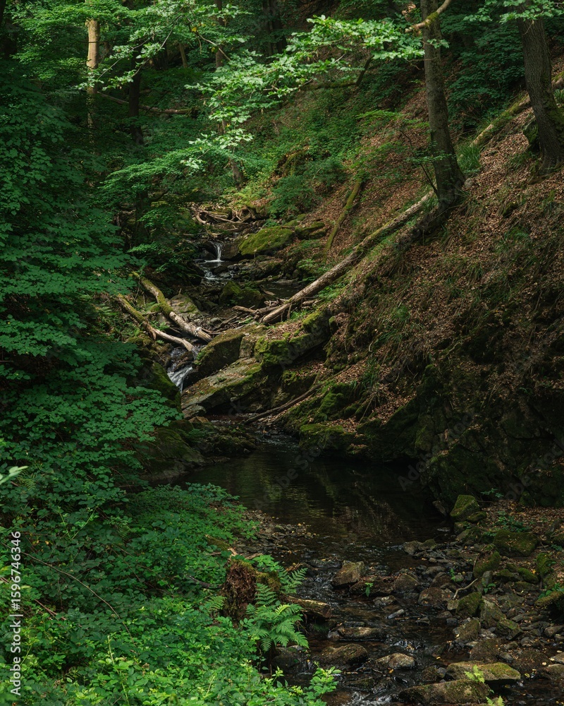 Serene forest stream amidst lush greenery Serene forest stream amidst lush greenery