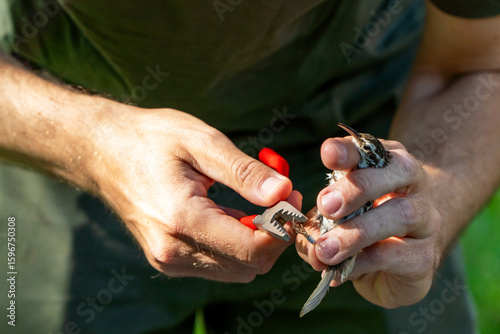 Scientific bird ringing for ecosystem sustainability