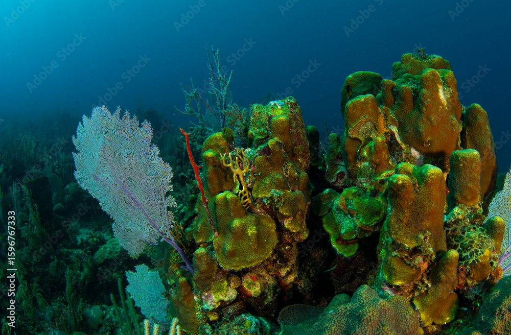 Fototapeta premium Colonies of corals in a coral reef