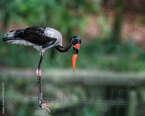 Bild auf Leinwand A Saddle Billed Stork
