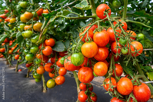 Ripe red and green cherry tomatoes growing on vines in a greenhouse or garden, close-up view of fresh organic vegetables on plants, natural healthy food farming and agriculture background