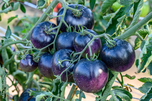Close-up of ripe dark purple tomatoes growing on a vine in a greenhouse or garden, exotic organic vegetables on a plant, rare tomato variety, healthy food and sustainable farming background
