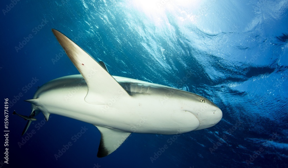 Fototapeta premium Reef shark circling near the camera