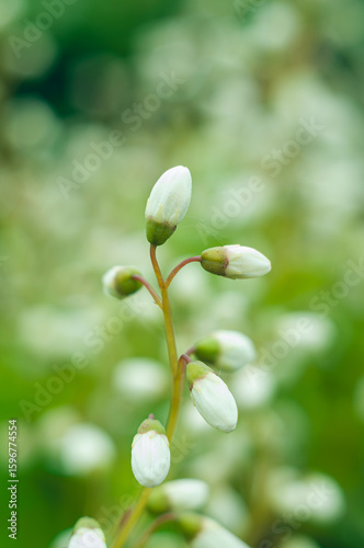 Close up of white flower buds in soft focus with green background, symbolizing spring and renewal.