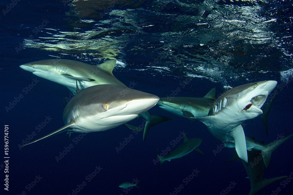 Fototapeta premium School of Silky sharks hunting in the surface