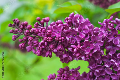 A stunning cluster of purple lilac flowers blooming beautifully in a lush green garden. Their delicate petals and rich color make them a symbol of spring and renewal.