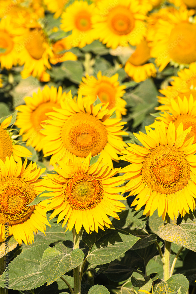 Naklejka premium Close up of golden yellow sunflowers