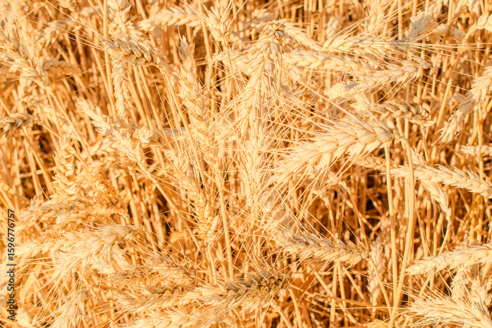 Fototapeta premium Golden wheat field