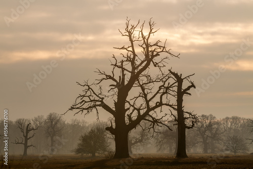 Landscape in the park. Old trees.