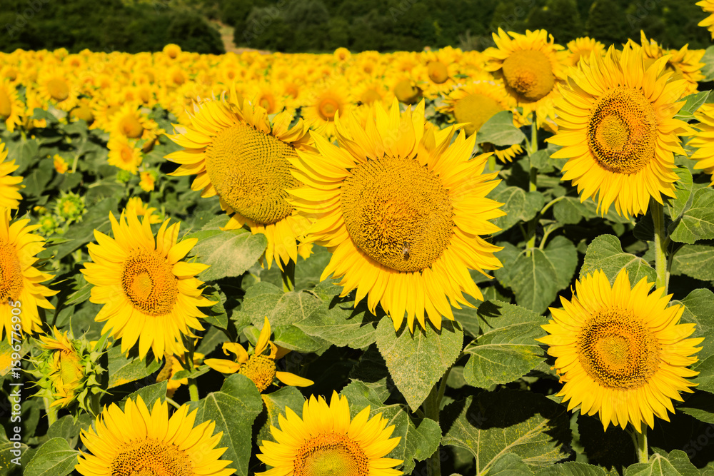 Obraz premium Close up of golden yellow sunflowers