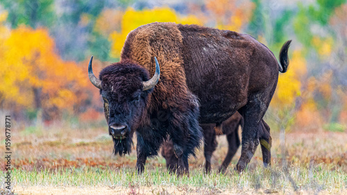 Tierwelten und Landschaften im Roosevelt Nationalpark North Dakota