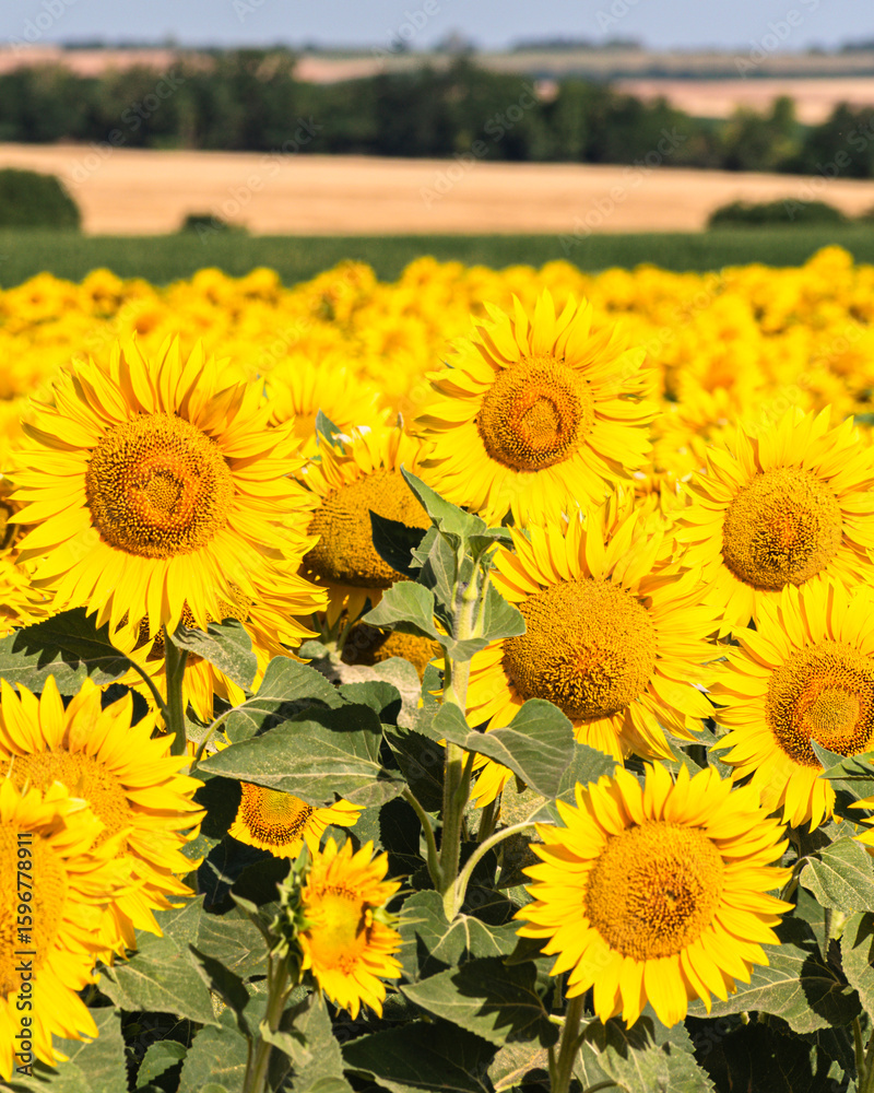 Fototapeta premium Sea of golden yellow sunflowers