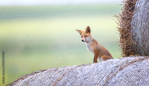 Red fox Vulpes vulpes a baby on a straw bale is looking for its mother.